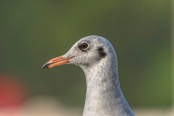 Brown-headed Gull (Chroicocephalus brunnicephalus) Immature Close Up