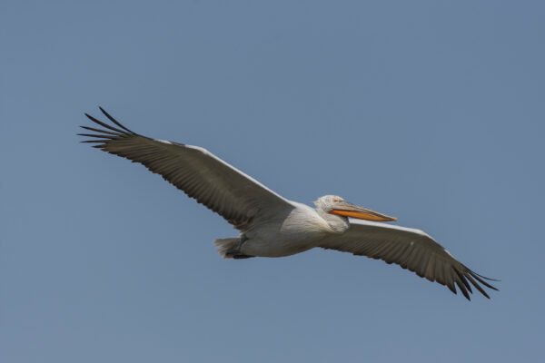 Dalmatian Pelican (Pelecanus crispus)