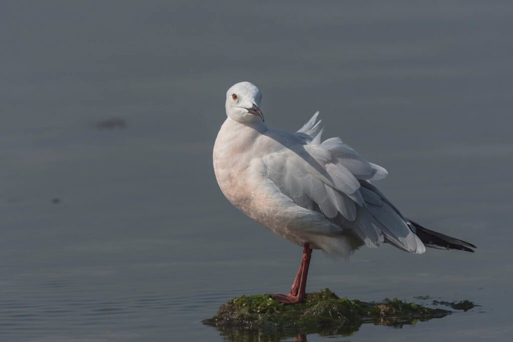 Slender-billed Gull (Chroicocephalus genei)