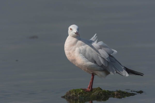 Slender-billed Gull (Chroicocephalus genei)