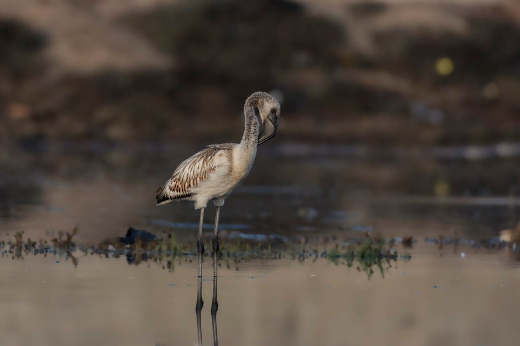 Lesser Flamingo (Phoeniconaias minor)