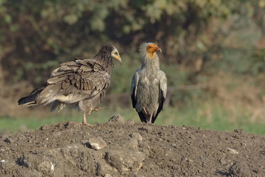 Egyptian Vulture (Neophron percnopterus) Immature And Adult