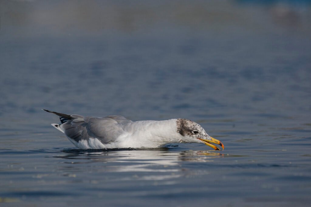 Pallas's Gull (Ichthyaetus ichthyaetus)