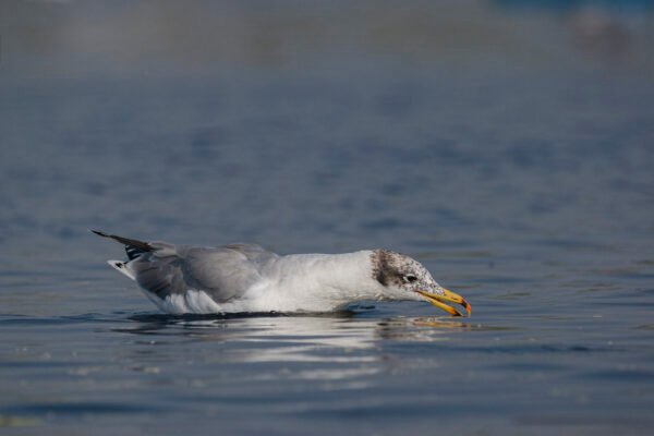 Pallas's Gull (Ichthyaetus ichthyaetus)