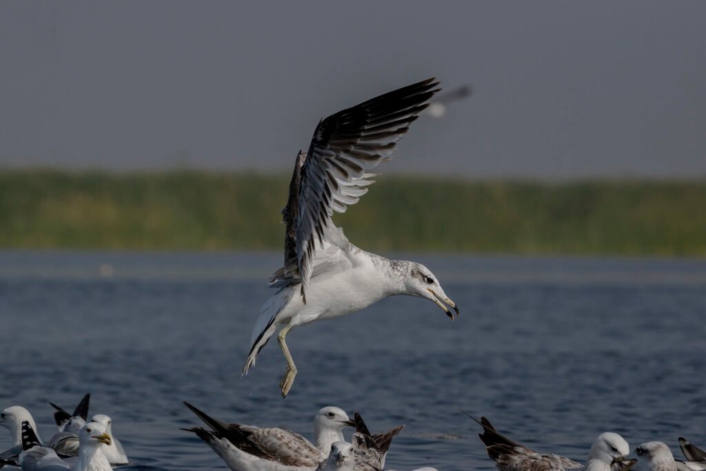Pallas's Gull (Ichthyaetus ichthyaetus)