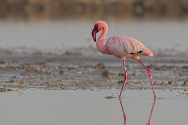 Lesser Flamingo (Phoeniconaias minor)
