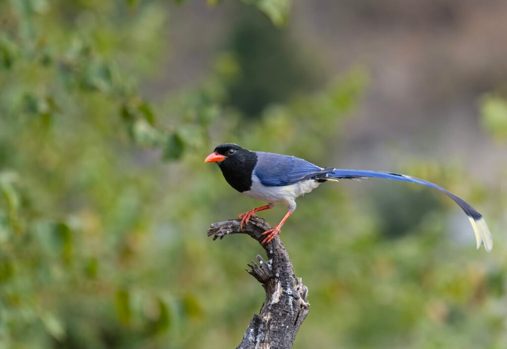 Red-billed Blue Magpie (Urocissa erythroryncha)