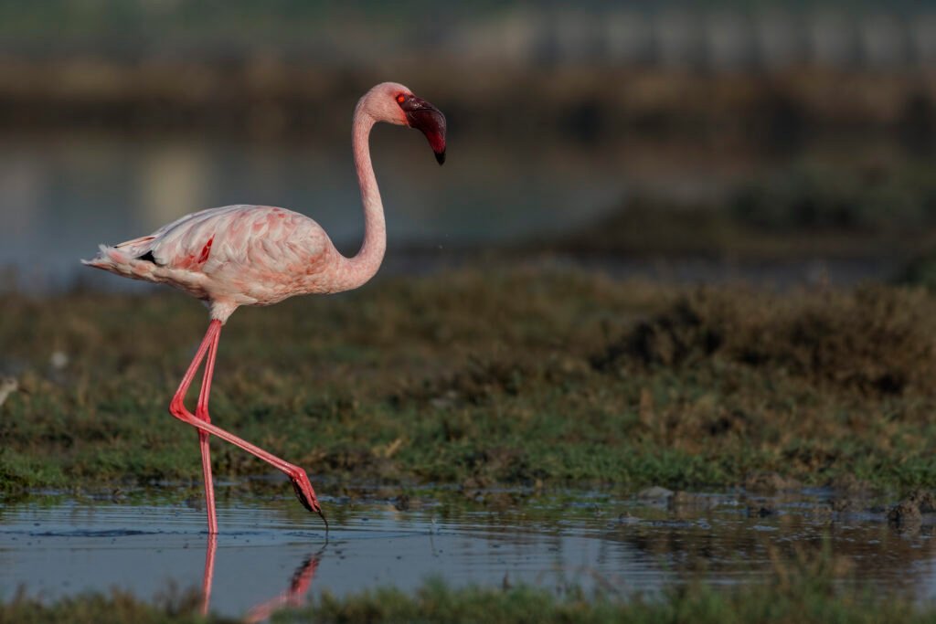 Lesser Flamingo (Phoeniconaias minor)