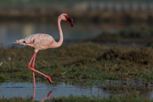 Lesser Flamingo (Phoeniconaias minor)
