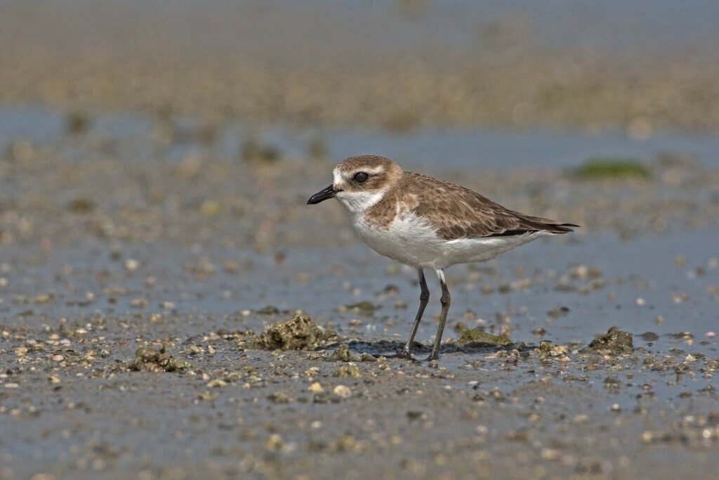 Kentish Plover (Anarhynchus alexandrinus)