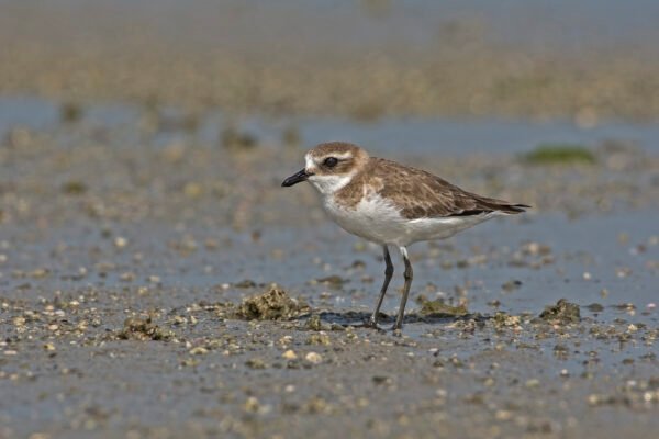 Kentish Plover (Anarhynchus alexandrinus)