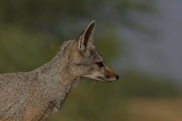 Bengal fox (Vulpes bengalensis) Closeup