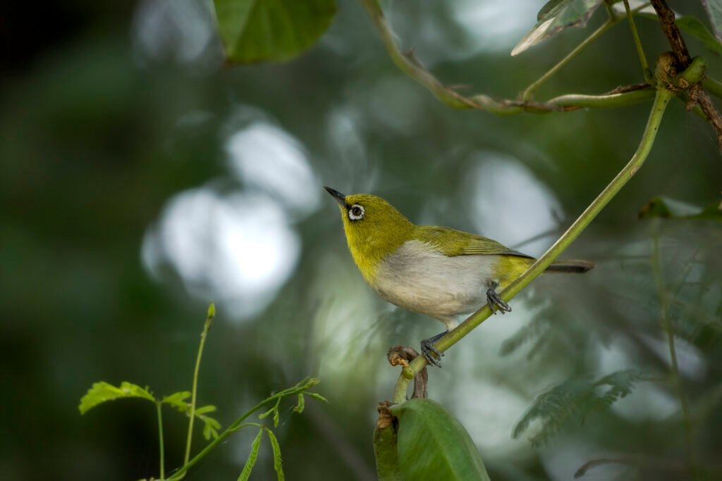 Oriental White-eye (Zosterops palpebrosus)