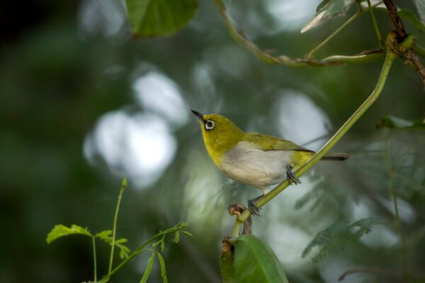 Oriental White-eye (Zosterops palpebrosus)
