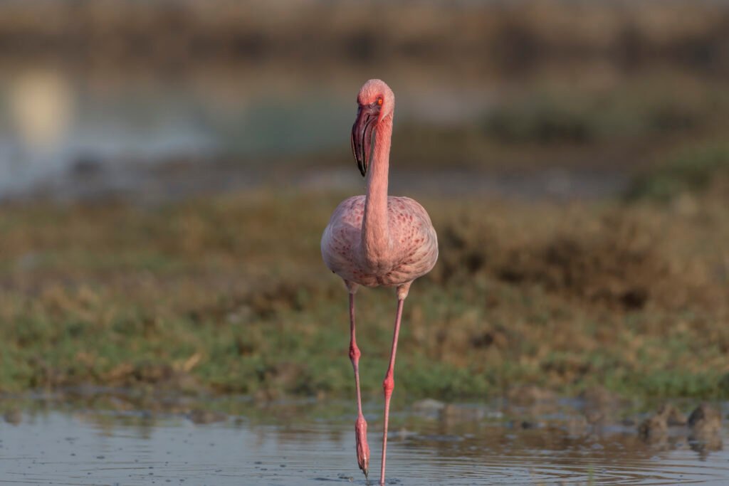 Lesser Flamingo (Phoeniconaias minor)