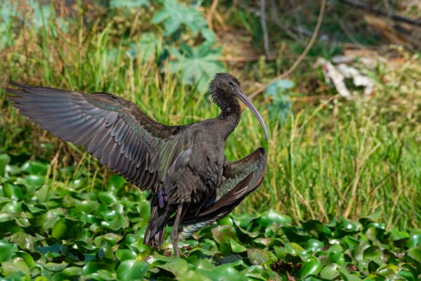 Glossy Ibis (Plegadis falcinellus) Basking In Sun