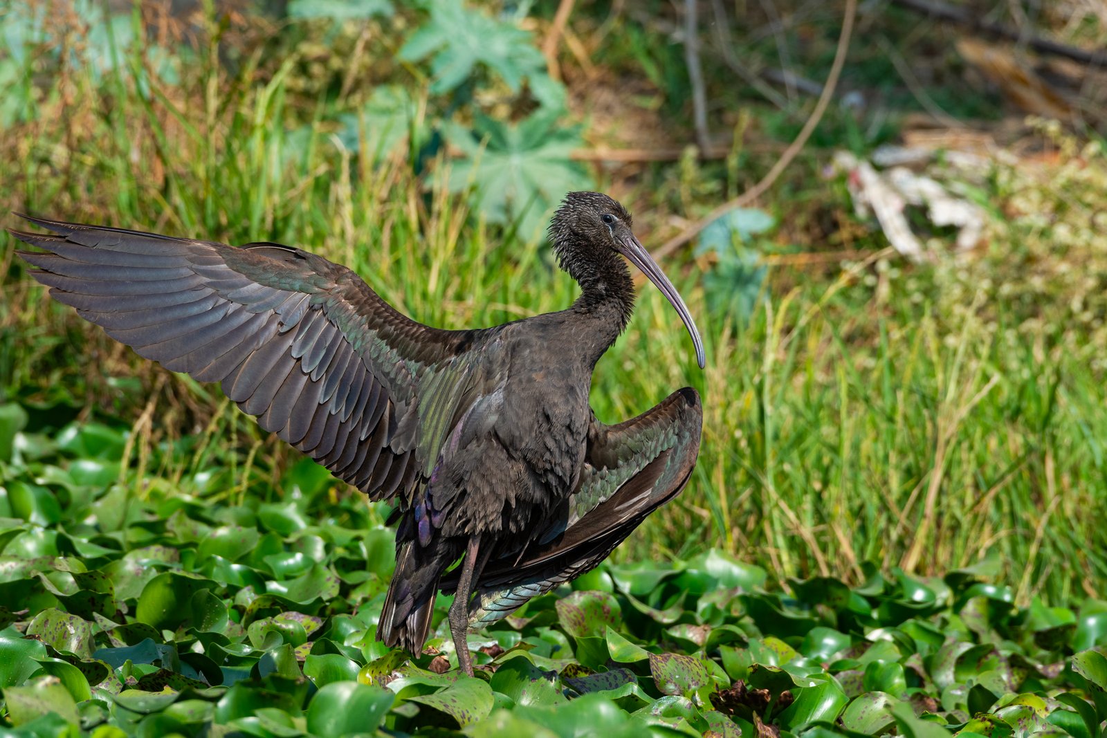 Glossy Ibis (Plegadis falcinellus) Basking In Sun