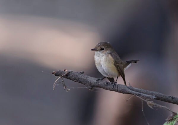 Red-breasted Flycatcher (Ficedula parva) Female