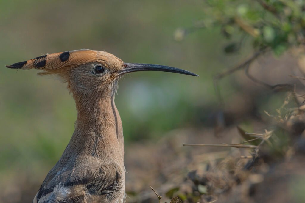 Eurasian hoopoe (Upupa epops) Closeup