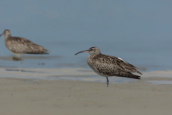 Eurasian Curlew (Numenius arquata)
