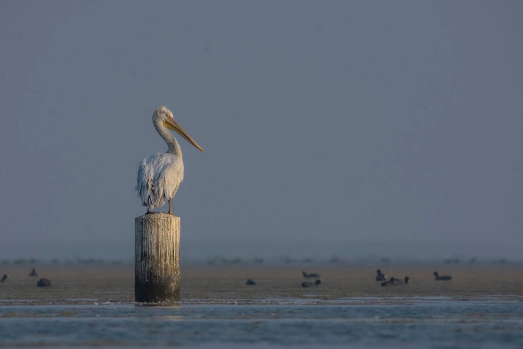 Dalmatian Pelican (Pelecanus crispus) At Nalsarovar