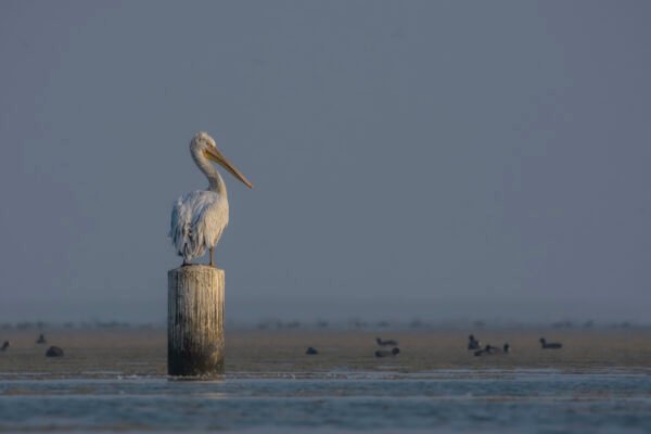 Dalmatian Pelican (Pelecanus crispus) At Nalsarovar