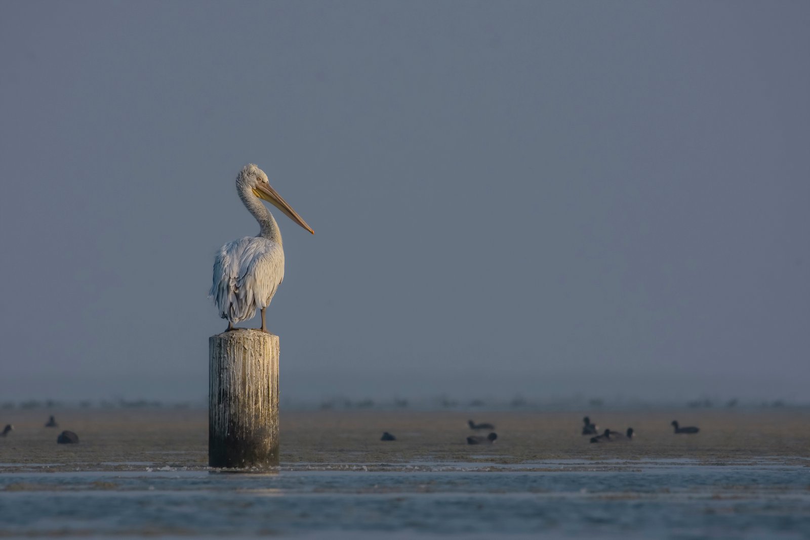 Dalmatian Pelican (Pelecanus crispus) At Nalsarovar