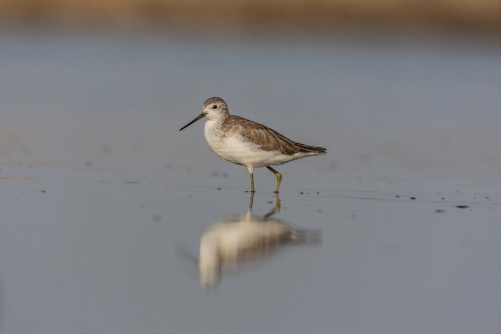 Marsh Sandpiper (Tringa stagnatilis)
