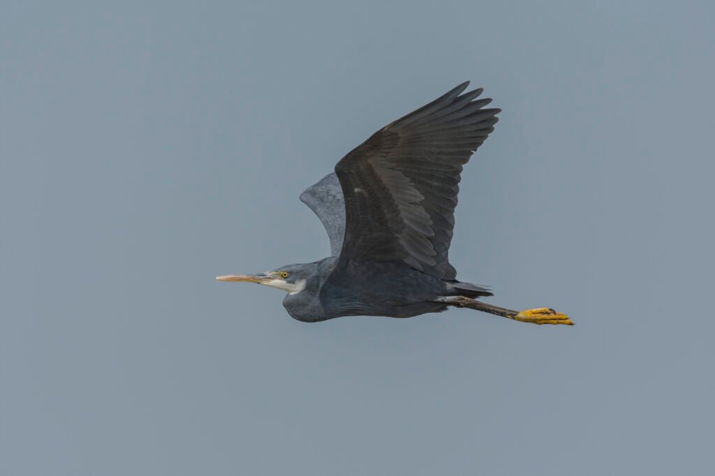 Western Reef-Heron (Egretta gularis) Flying