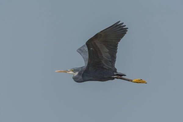 Western Reef-Heron (Egretta gularis) Flying