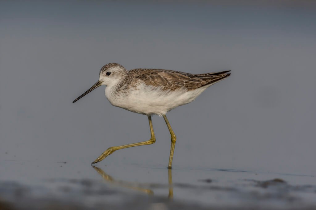 Marsh Sandpiper (Tringa stagnatilis) Closeup