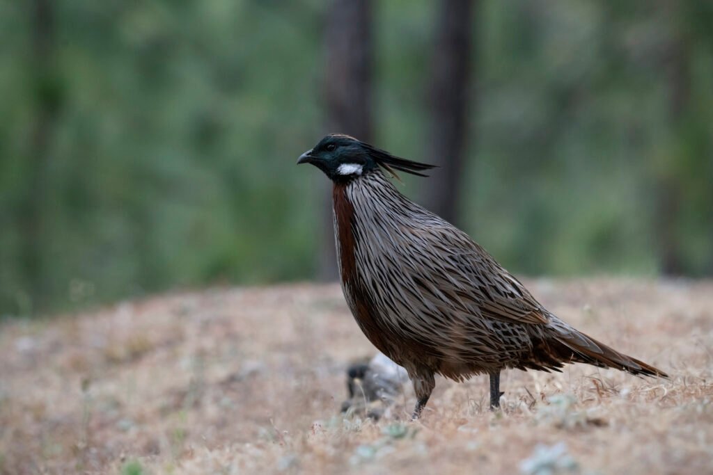 Koklass pheasant (Pucrasia macrolopha)