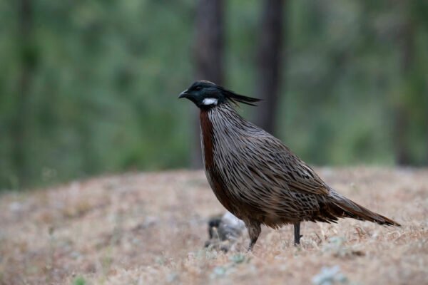 Koklass pheasant (Pucrasia macrolopha)