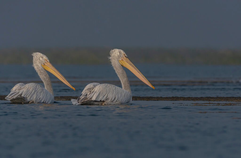 Dalmatian Pelican (Pelecanus crispus) Pair At Nalsarovar