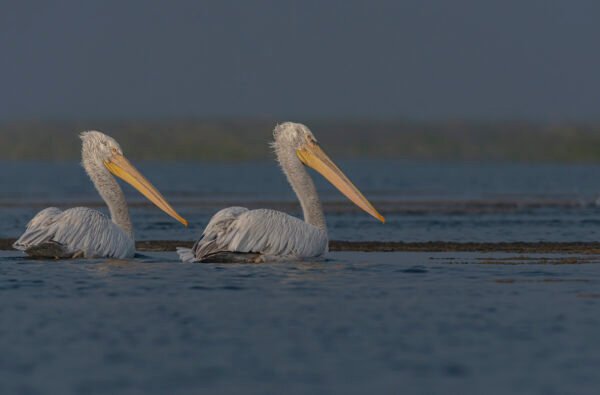 Dalmatian Pelican (Pelecanus crispus) Pair At Nalsarovar