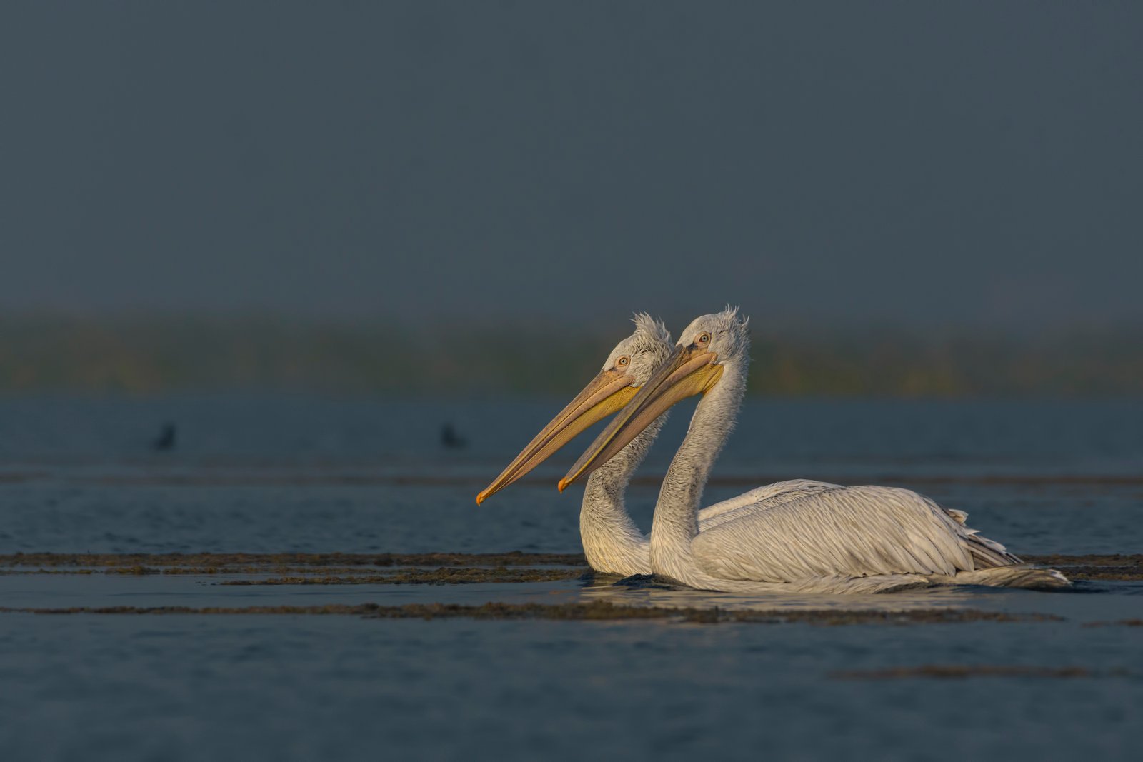 Dalmatian Pelican (Pelecanus crispus) Pair At Nalsarovar