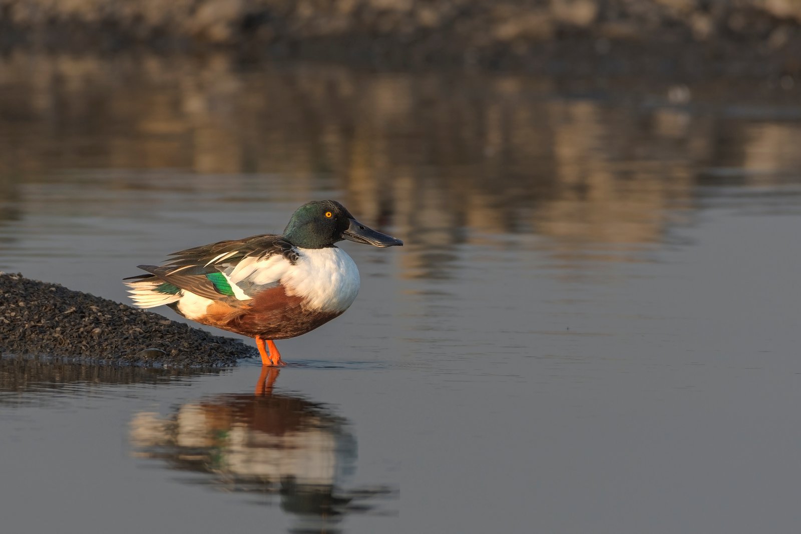 Northern Shoveler (Spatula clypeata)