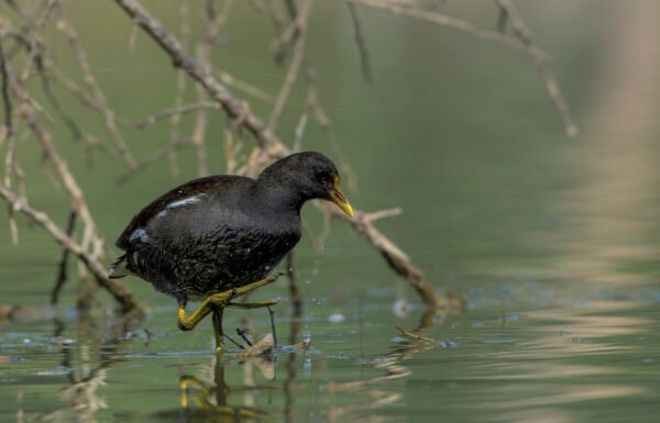 Eurasian Moorhen (Gallinula chloropus)
