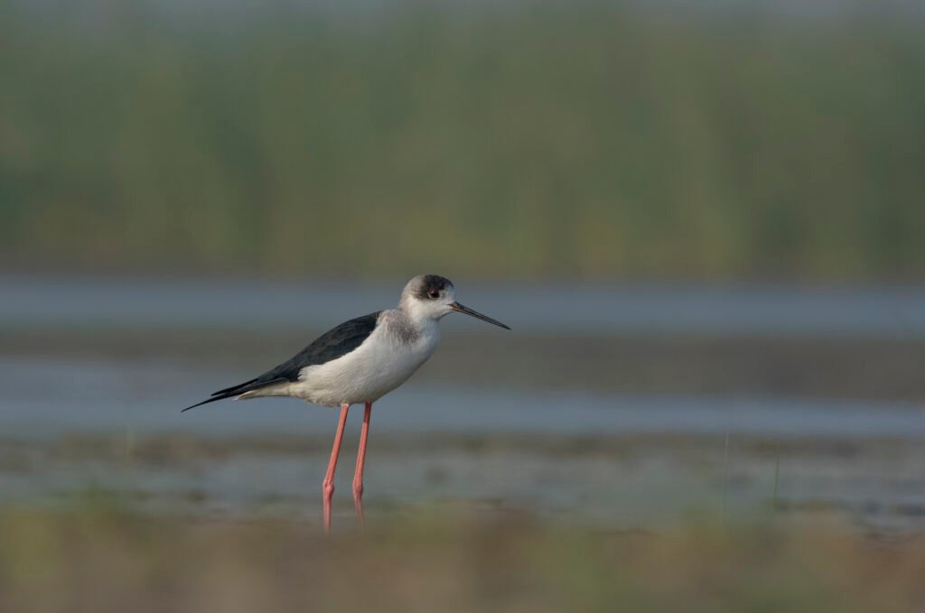 Black-winged Stilt (Himantopus himantopus)