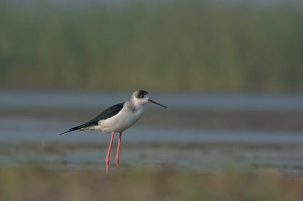 Black-winged Stilt (Himantopus himantopus)