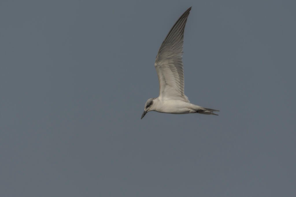 Whiskered Tern (Chlidonias hybrida) Nonbreeding Adult