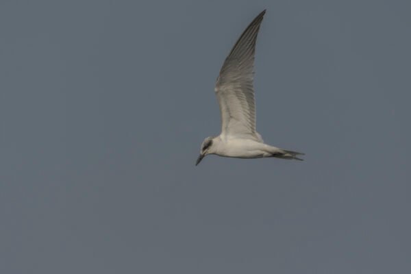 Whiskered Tern (Chlidonias hybrida) Nonbreeding Adult