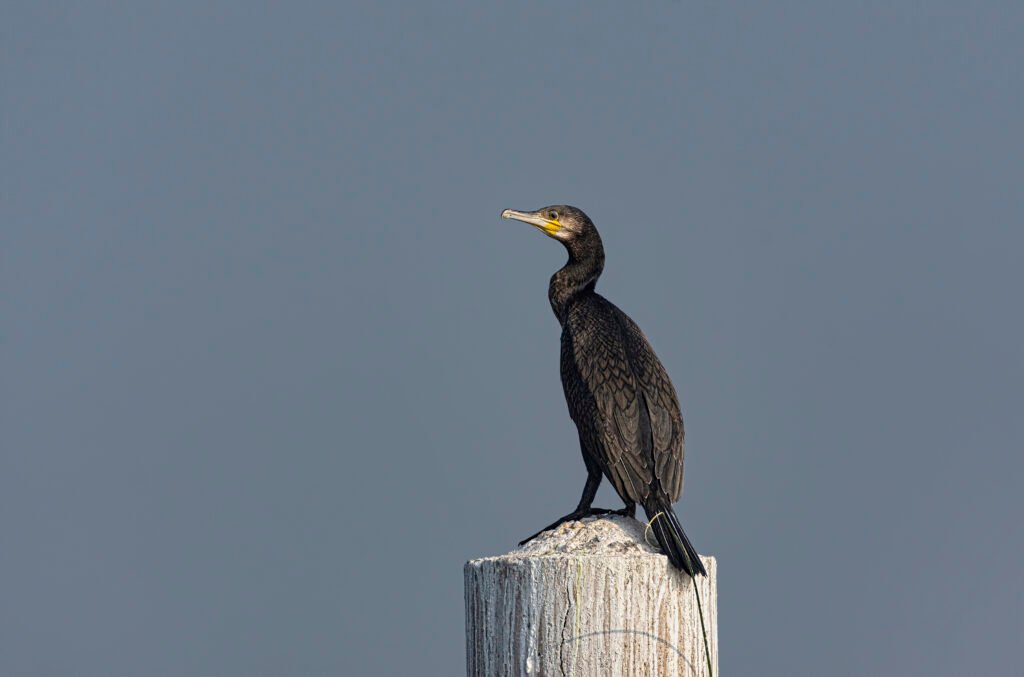 Indian Cormorant (Phalacrocorax fuscicollis)