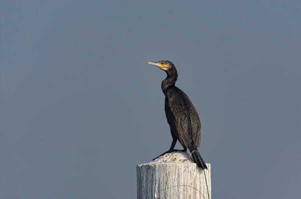 Indian Cormorant (Phalacrocorax fuscicollis)