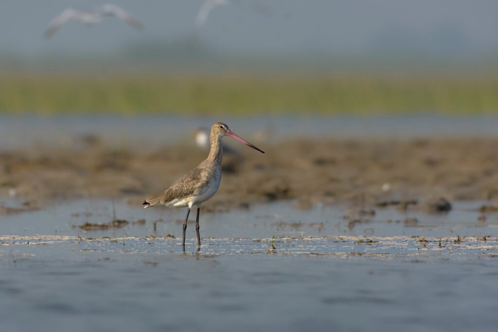 Black-tailed Godwit (Limosa limosa)