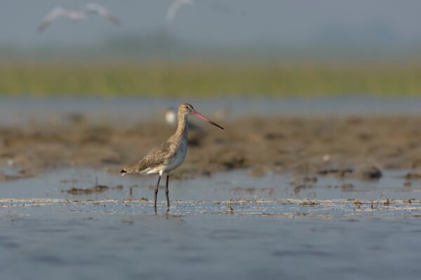 Black-tailed Godwit (Limosa limosa)