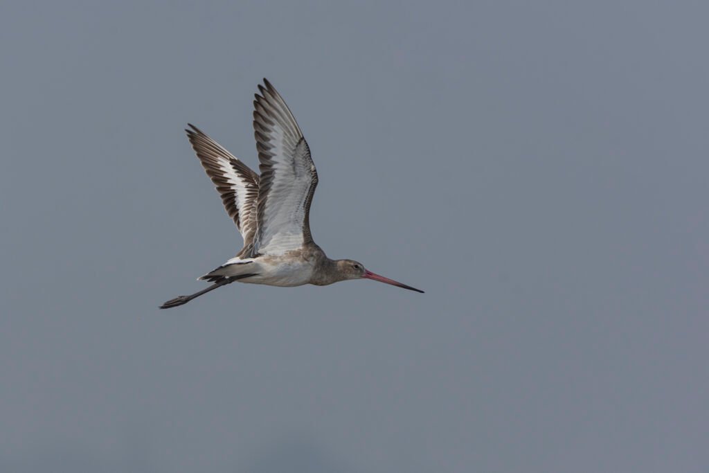 Black-tailed Godwit (Limosa limosa) In Flight