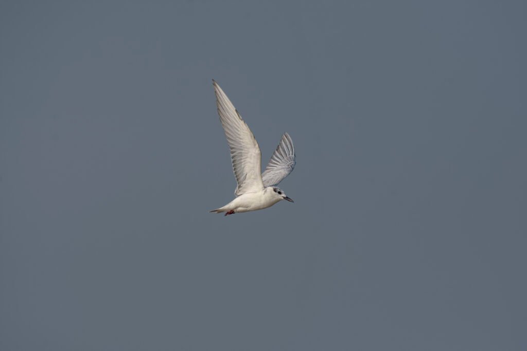 Whiskered Tern (Chlidonias hybrida) Non Breeding Adult In Flight