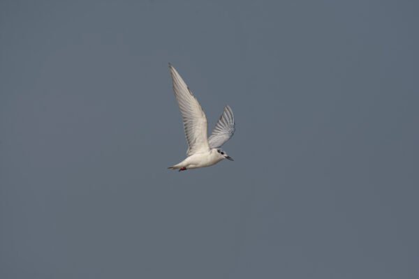 Whiskered Tern (Chlidonias hybrida) Non Breeding Adult In Flight