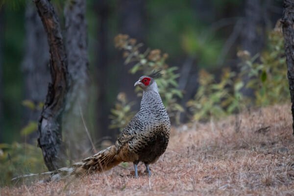 Cheer Pheasant (Catreus wallichii)